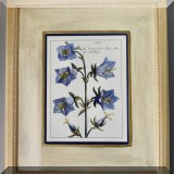 A37. Framed botanical print. 